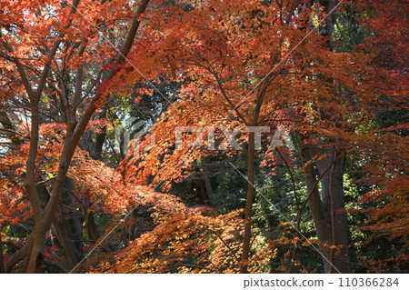 紅葉環繞的東高根森林公園 紅葉環繞的東高根森林公園 110366284