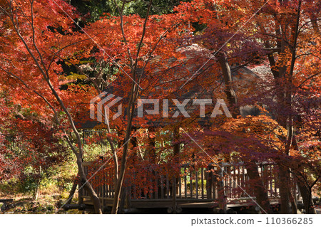 Higashi-Takane Forest Park surrounded by autumn leaves 110366285