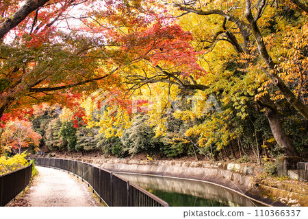 【京都風景】山科運河 - 深秋紅葉染紅的水道散步道 【京都風景】山科運河 - 深秋紅葉染紅的水道散步道 110366337