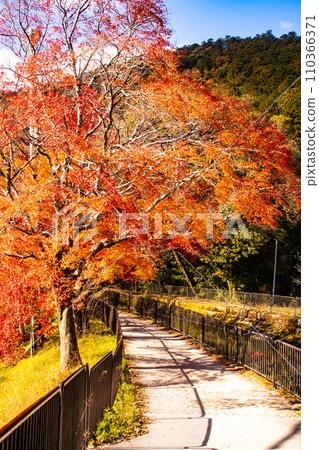[Kyoto Scenery] Yamashina Canal - A promenade along the waterway colored with late autumn leaves 110366371