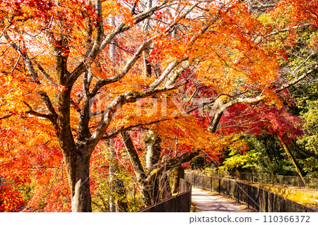 【京都風景】山科運河 - 深秋紅葉染紅的水道散步道 110366372