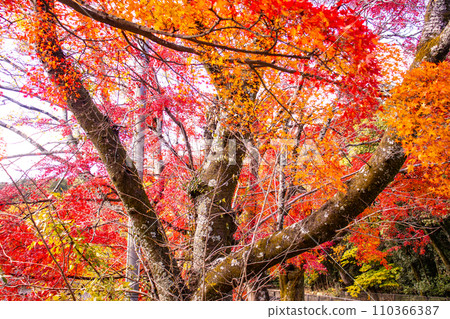 [Kyoto Scenery] Yamashina Canal - A promenade along the waterway colored with late autumn leaves 110366387