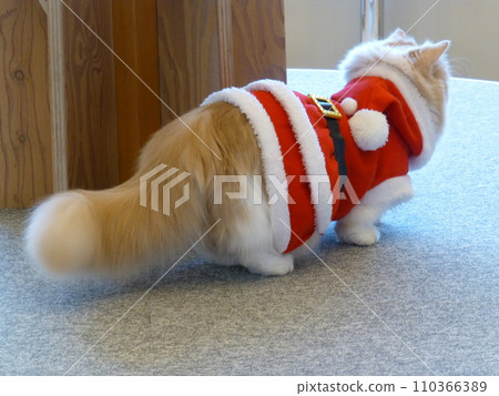 cat wearing christmas costume cat wearing christmas costume 110366389