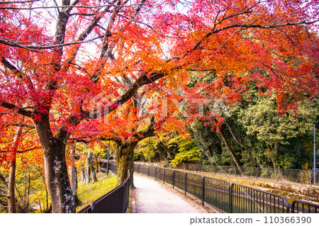 [Kyoto Scenery] Yamashina Canal - A promenade along the waterway colored with late autumn leaves 110366390