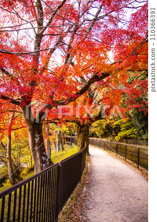 【京都風景】山科運河 - 深秋紅葉染紅的水道散步道 110366391