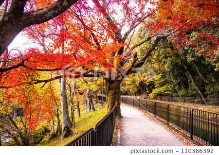 【京都風景】山科運河 - 深秋紅葉染紅的水道散步道 110366392