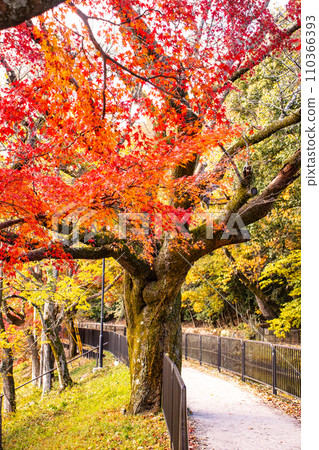 【京都風景】山科運河 - 深秋紅葉染紅的水道散步道 110366393