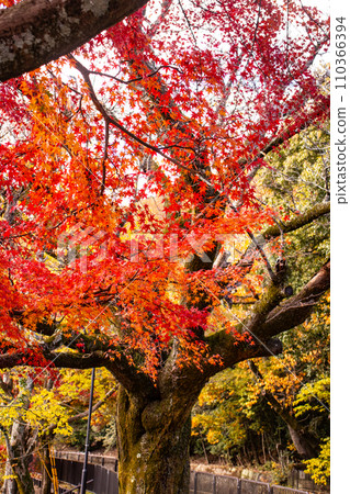 【京都風景】山科運河 - 深秋紅葉染紅的水道散步道 110366394