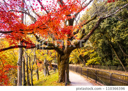 【京都風景】山科運河 - 深秋紅葉染紅的水道散步道 【京都風景】山科運河 - 深秋紅葉染紅的水道散步道 110366396