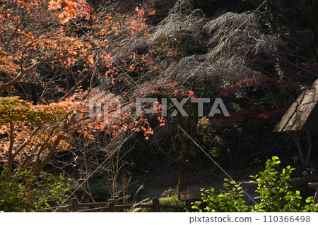 紅葉環繞的東高根森林公園 110366498
