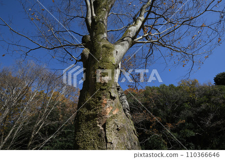 紅葉環繞的東高根森林公園 110366646