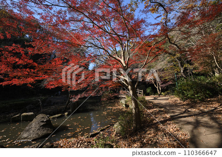 紅葉環繞的東高根森林公園 紅葉環繞的東高根森林公園 110366647