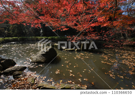 紅葉環繞的東高根森林公園 紅葉環繞的東高根森林公園 110366650