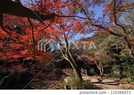 紅葉環繞的東高根森林公園 110366653