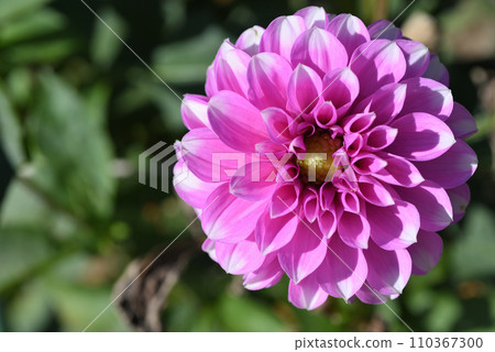 大麗花(生鬼美容) 大麗花(生鬼美容) 110367300