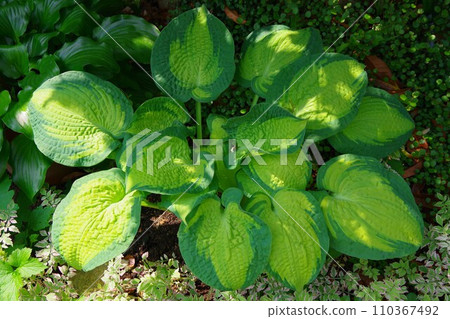 玉簪玉簪 史蒂芬兄弟 110367492