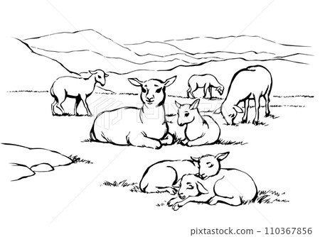 Vector drawing. Small sheeps lay at the field 110367856