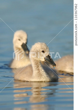 Adorable mute swan baby on the water Adorable mute swan baby on the water 110367962