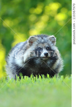 Adorable common raccoon dog on meadow 110367970