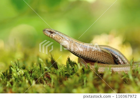 Beautiful slow worm on moss Beautiful slow worm on moss 110367972