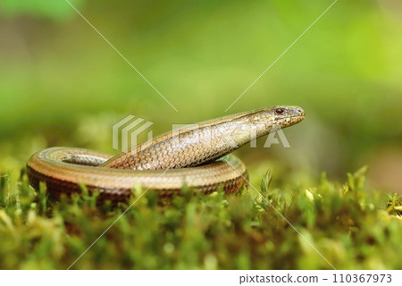 Beautiful slow worm on moss 110367973