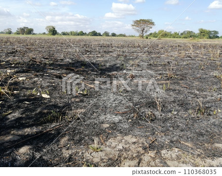 Slash-and-burn cultivation after sugarcane harvest (Philippines) Slash-and-burn cultivation after sugarcane harvest (Philippines) 110368035