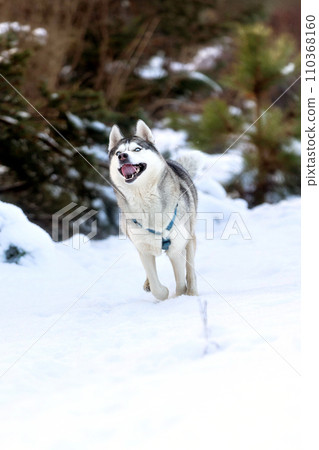 Siberian Husky dog running, winter forest Siberian Husky dog running, winter forest 110368160