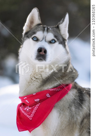 Husky dog with red scarf sitting in snow close-up Husky dog with red scarf sitting in snow close-up 110368165