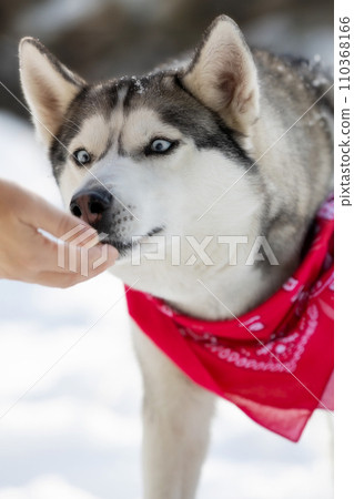 Siberian Husky takes treat from the hand of owner Siberian Husky takes treat from the hand of owner 110368166