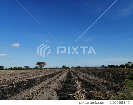Slash-and-burn cultivation after sugarcane harvest (Philippines) 110368345