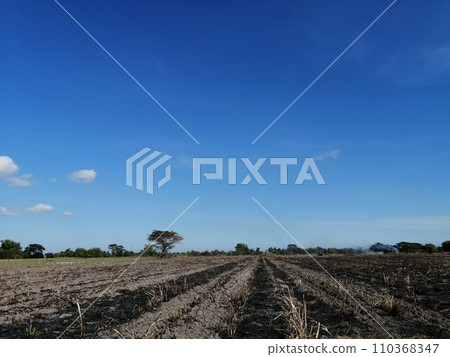 甘蔗收穫後刀耕火種種植（菲律賓） 110368347