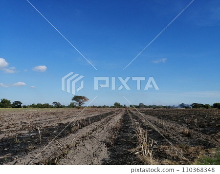 甘蔗收穫後刀耕火種種植（菲律賓） 110368348