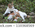 Homeless cat with a litter of kittens 110368569