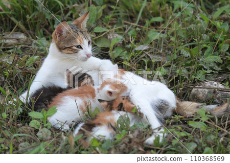 Homeless cat with a litter of kittens 110368569