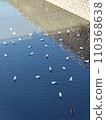 A waterside bird 110368638