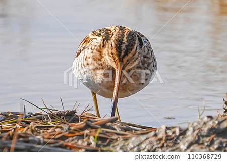 Tashigi Tashigi 110368729