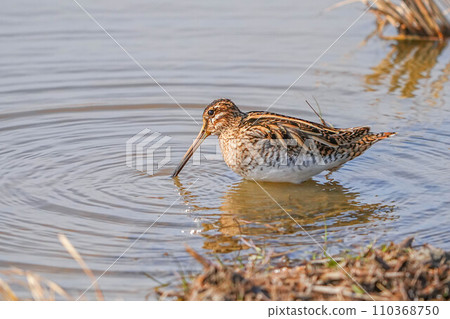 Tashigi Tashigi 110368750