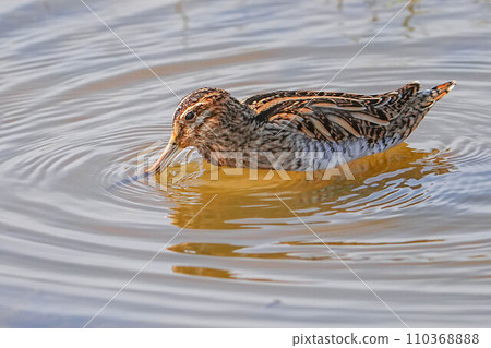 扇尾沙錐 110368888