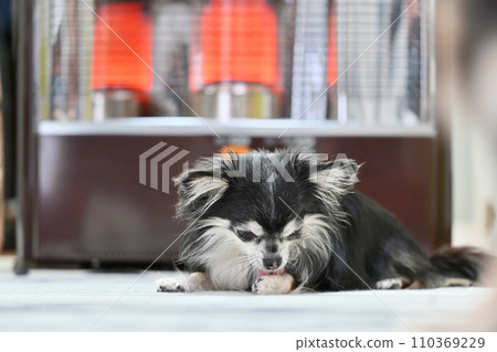 Cute chihuahua preening in front of an oil stove Cute chihuahua preening in front of an oil stove 110369229