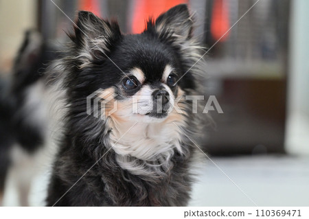 A friendly chihuahua warming up in front of the stove 110369471