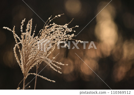 蒲葦的穗子在夕陽下閃閃發光 110369512