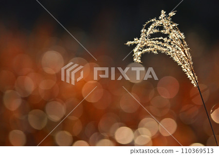 The ears of pampas grass sparkle in the setting sun 110369513