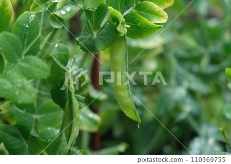 Green peas in the summer garden. Growing Green peas in the summer garden. Growing 110369755