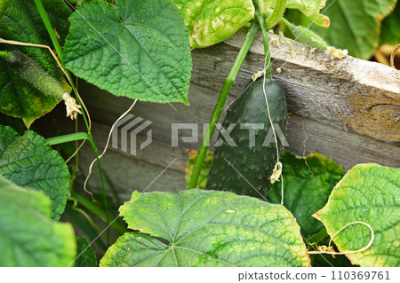 Organic cucumbers cultivation. Closeup of fresh Organic cucumbers cultivation. Closeup of fresh 110369761