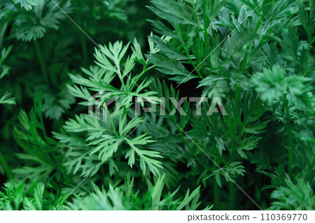 An agricultural field where a large number of 110369770