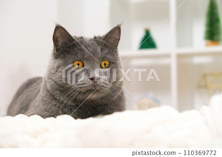 Grey cat chartreuse plays and hunts near the 110369772