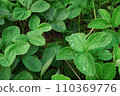 Green leaves of garden strawberry for background 110369776