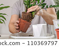 Transplanting Zamioculcas from a small pot to a 110369797