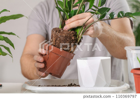 Transplanting Zamioculcas from a small pot to a Transplanting Zamioculcas from a small pot to a 110369797
