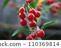 Cherry berries are hanging with raindrops on a 110369814